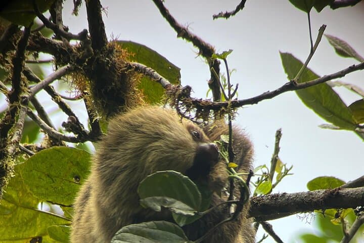 Monteverde Cloud Forest Preserve: 2–3 Hour Guided Hike with Local Naturalist photo 3