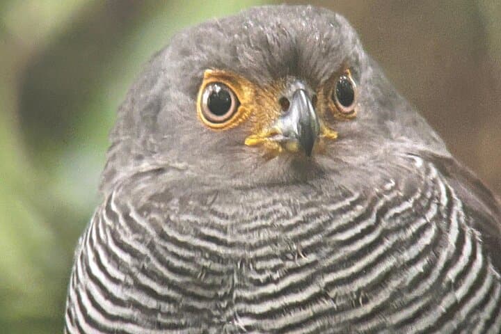 Monteverde Cloud Forest Preserve: 2–3 Hour Guided Hike with Local Naturalist photo 4