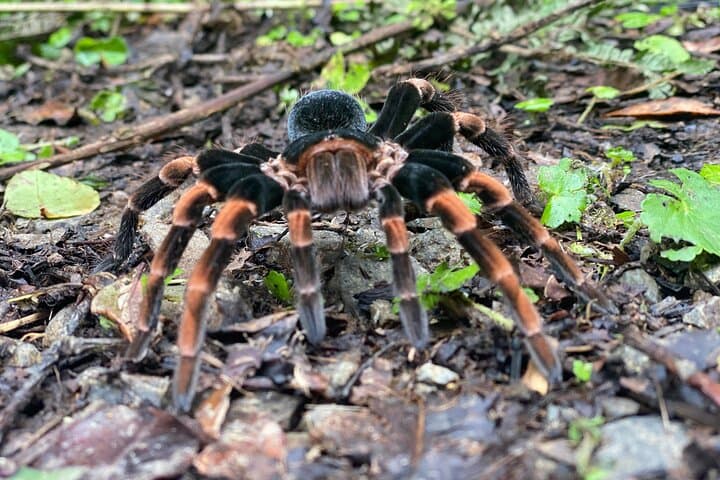 Monteverde Cloud Forest Preserve: 2–3 Hour Guided Hike with Local Naturalist photo 5