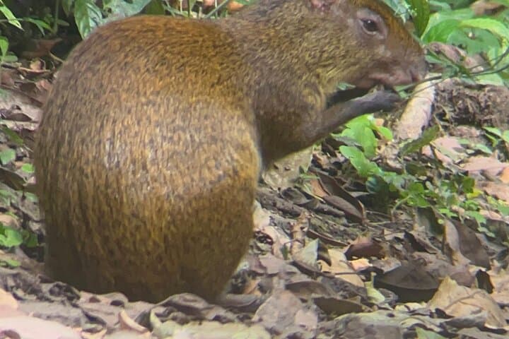 Monteverde Cloud Forest Preserve: 2–3 Hour Guided Hike with Local Naturalist photo 6