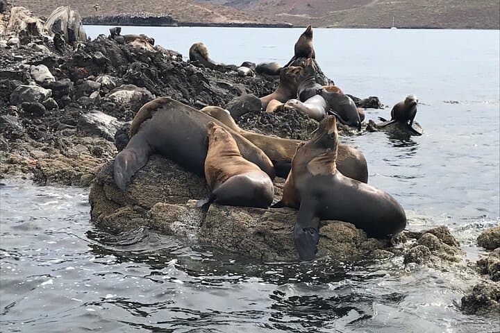 Snorkel La Paz: Private Boat to Espiritu Santo, Balandra & Iconic Sites photo 4