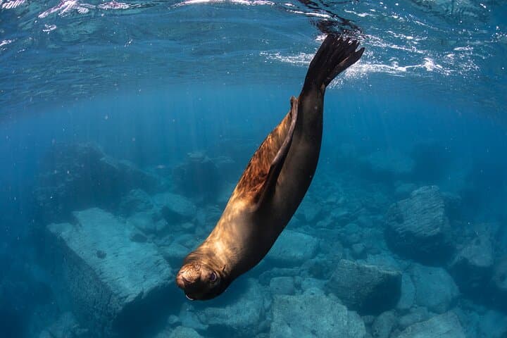 Snorkel La Paz: Private Boat to Espiritu Santo, Balandra & Iconic Sites