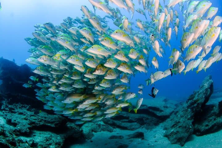 Snorkel La Paz: Private Boat to Espiritu Santo, Balandra & Iconic Sites photo 2