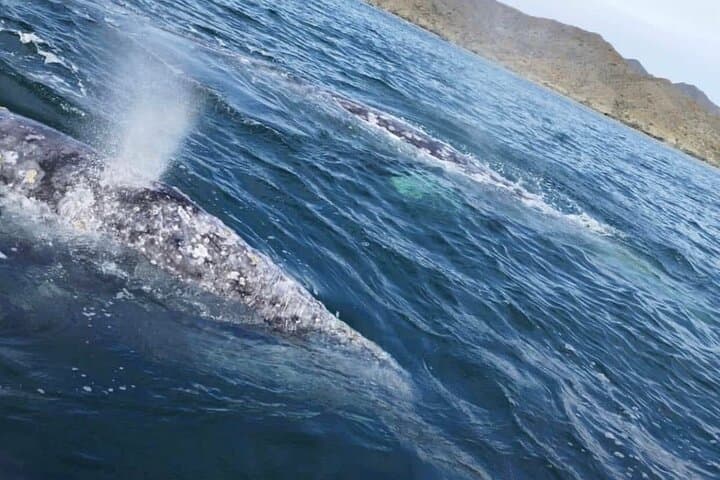 Snorkel La Paz: Private Boat to Espiritu Santo, Balandra & Iconic Sites photo 3
