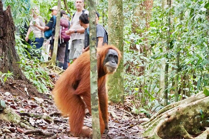 Jungle Immersion Trek: Orangutan Encounter & Jungle Camp Near Bukit Lawang