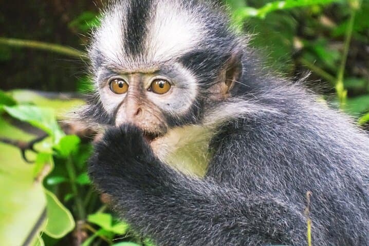 Jungle Immersion Trek: Orangutan Encounter & Jungle Camp Near Bukit Lawang photo 2