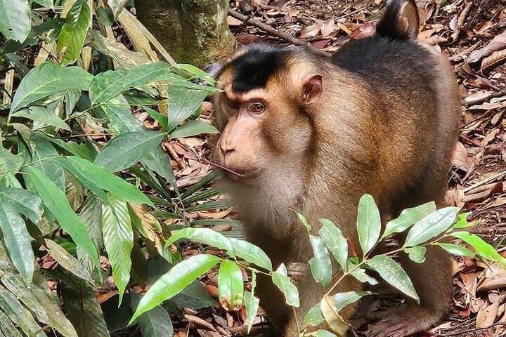 Jungle Immersion Trek: Orangutan Encounter & Jungle Camp Near Bukit Lawang photo 4