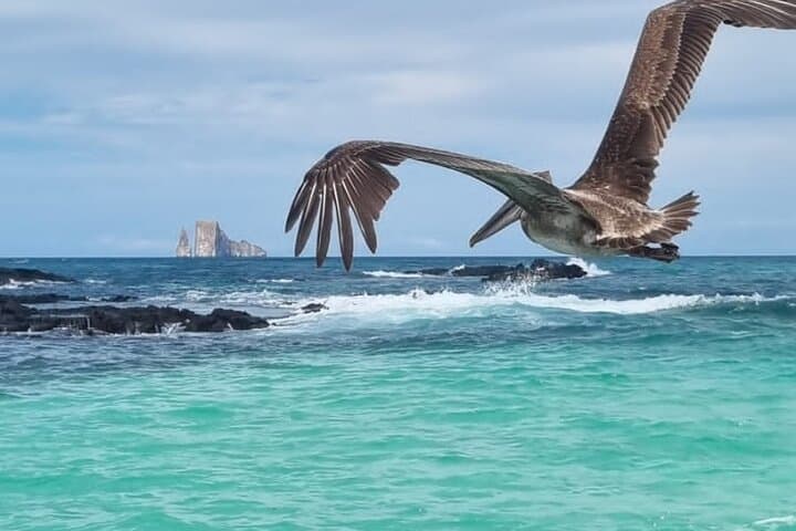 San Cristóbal Snorkel 360: Kicker Rock, Bahía Rosa Blanca & Punta Pitt Day Trip photo 2
