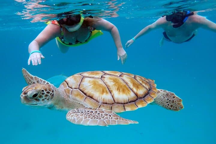 Che’s Early-Morning Snorkel Cruise in Barbados: Turtles & Shipwrecks
