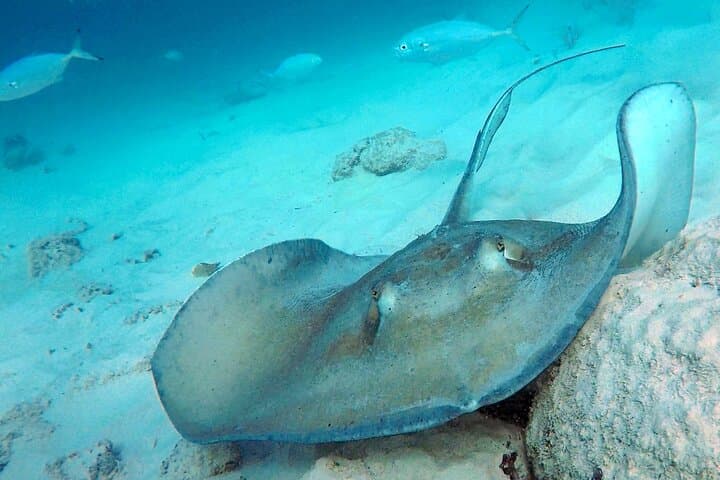 Che’s Early-Morning Snorkel Cruise in Barbados: Turtles & Shipwrecks photo 6