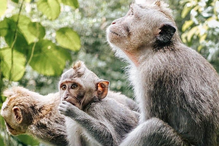 Ubud Private Tour — Monkey Forest, Tegalalang Rice Terraces, Campuhan Ridge & Tegenungan Waterfall photo 4