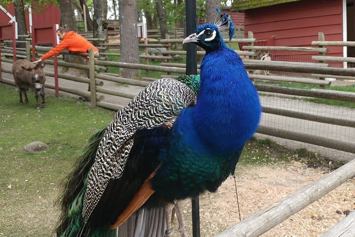 Guided Nature Walks at Beacon Hill Park, Victoria: Peacocks, Totems & Coastal Forests photo 3