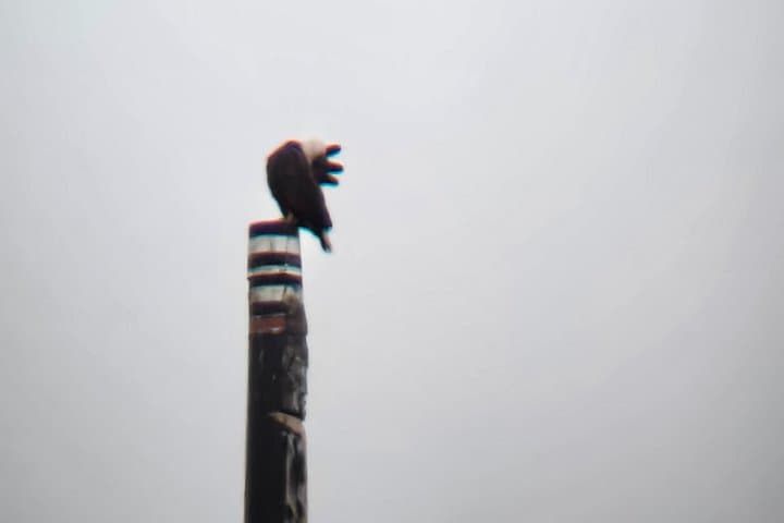 Guided Nature Walks at Beacon Hill Park, Victoria: Peacocks, Totems & Coastal Forests photo 4