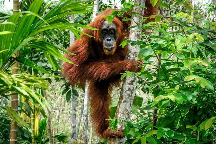 Tangkahan Day Trip from Medan: Waterfalls, Orangutans & Elephant Bathing