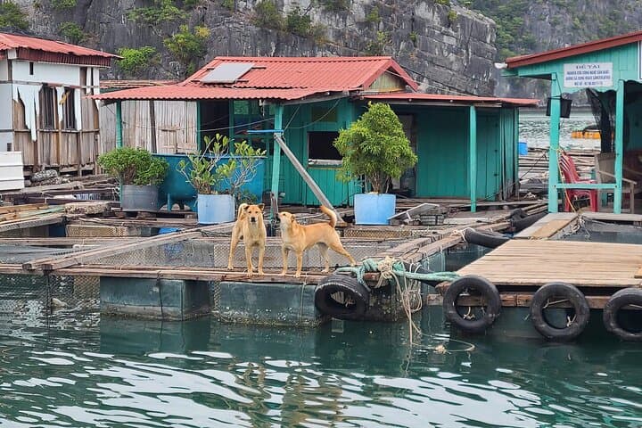 Lan Ha Bay Luxury Day Cruise from Cat Ba — D'Charme Experience photo 6