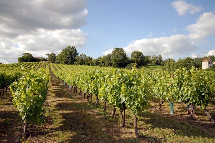 Gaillac Wine Tour from Toulouse — Half-Day Small-Group Tastings in Occitanie