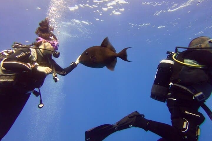Discover Scuba Diving in Paphos: Beginner Dives to Sea Caves and Turtles photo 2