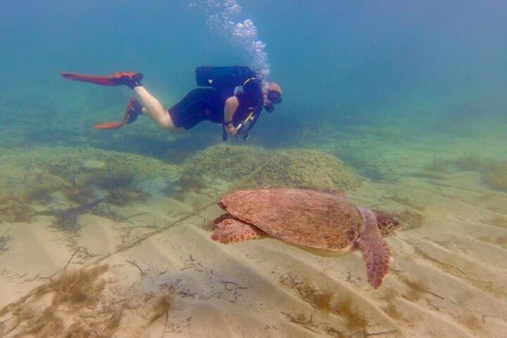 Discover Scuba Diving in Paphos: Beginner Dives to Sea Caves and Turtles photo 6