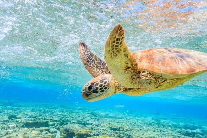 Sail and Snorkel with Green Sea Turtles off Sapphire Beach, St. Thomas