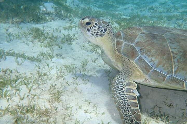 Sail and Snorkel with Green Sea Turtles off Sapphire Beach, St. Thomas photo 3