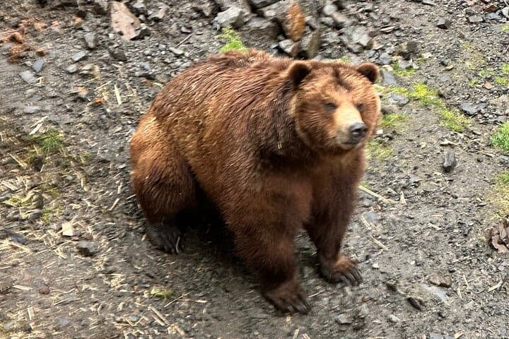 Exploring Sitka: A Private Scenic Tour Through Alaska’s Historic Wilderness photo 3