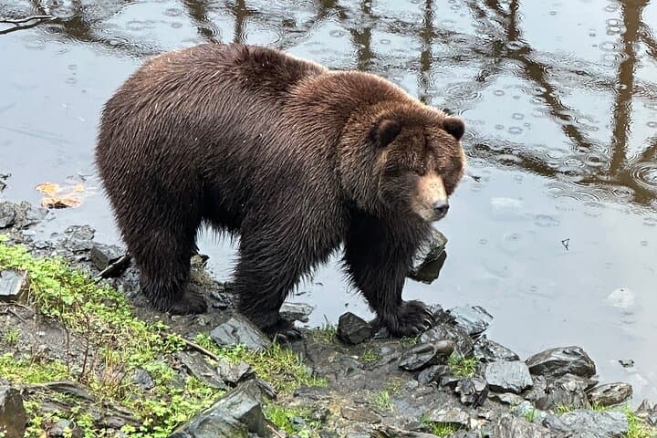 Exploring Sitka: A Private Scenic Tour Through Alaska’s Historic Wilderness photo 4