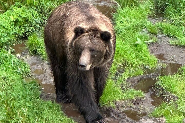 Exploring Sitka: A Private Scenic Tour Through Alaska’s Historic Wilderness photo 6