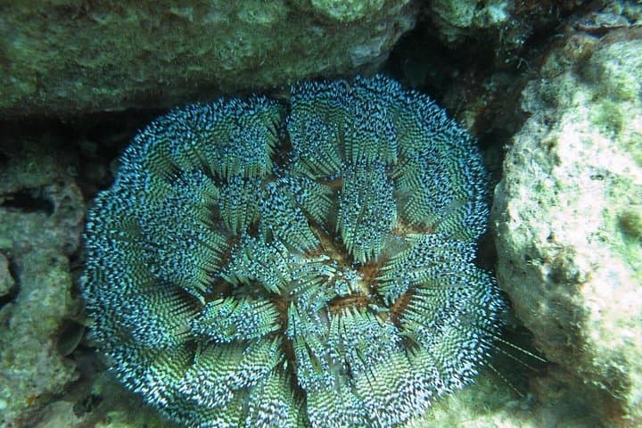 Private Scuba Diving in Nha Trang Bay — Guided Marine Park Adventure with Lunch photo 2