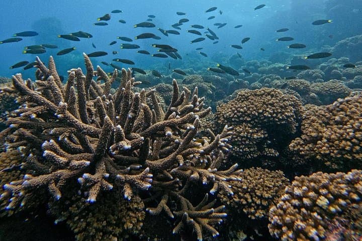 Private Scuba Diving in Nha Trang Bay — Guided Marine Park Adventure with Lunch photo 4