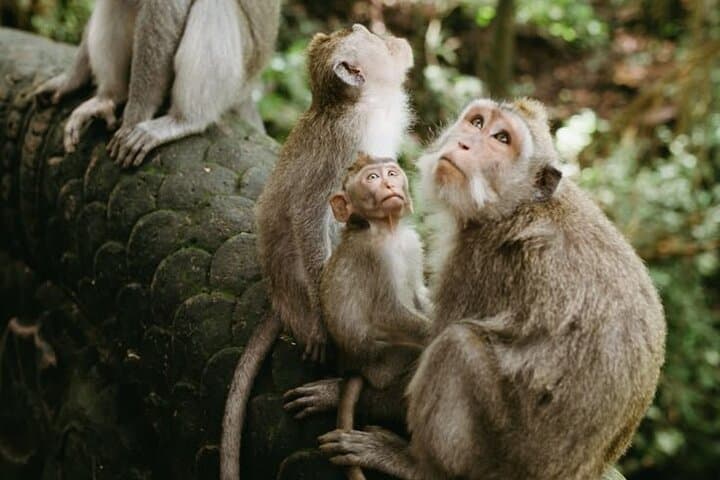 Ubud Ayung River Rafting, Monkey Forest & Tegenungan Waterfall — Full-Day Adventure photo 3