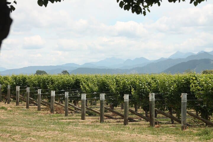 Marlborough Wine Tasting Tour: Explore Blenheim's Top Vineyards in One Day photo 5