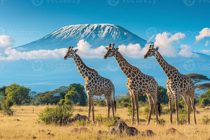 3-Day Amboseli Safari: Kilimanjaro Views, Big Game & Camp Stays photo 2