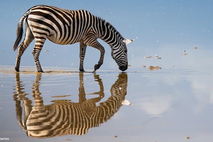 3-Day Amboseli Safari: Kilimanjaro Views, Big Game & Camp Stays photo 3