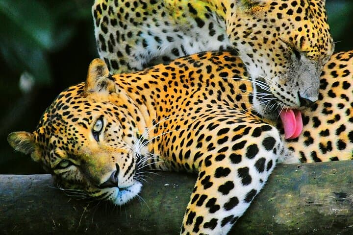 8-Day Sri Lanka Explorer: From Negombo Beaches to Yala Safaris & Hill Country Treks