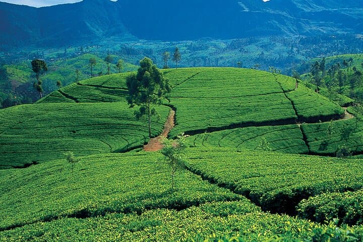 8-Day Sri Lanka Explorer: From Negombo Beaches to Yala Safaris & Hill Country Treks photo 6