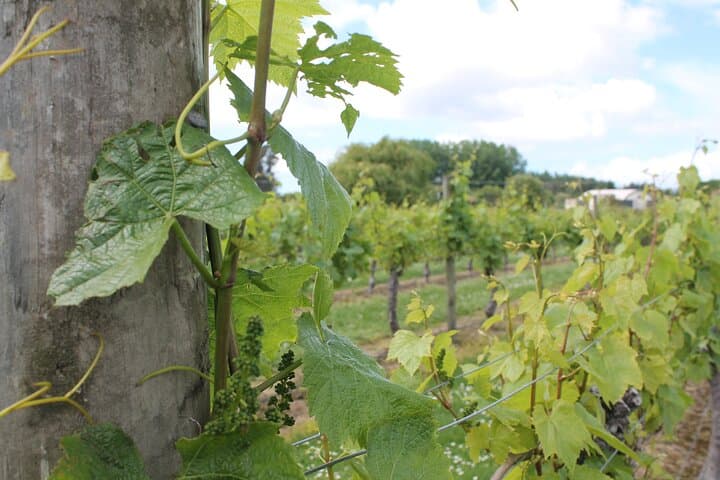 Marlborough Wine Tasting Tour: Explore Blenheim's Top Vineyards in One Day photo 2