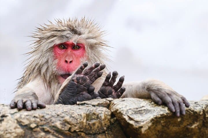 Nagano Snow Monkeys and Obuse Sake Tasting Day Tour photo 2