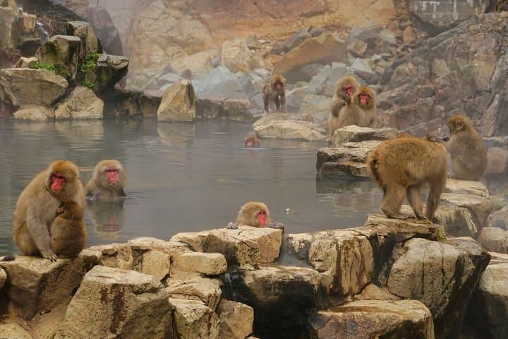 Nagano Snow Monkeys and Obuse Sake Tasting Day Tour photo 4