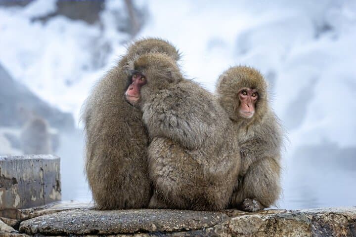 Nagano Snow Monkeys and Obuse Sake Tasting Day Tour photo 5