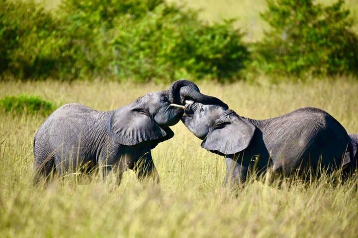 8-Day Kenya and Tanzania Safari — Masai Mara, Serengeti & Ngorongoro