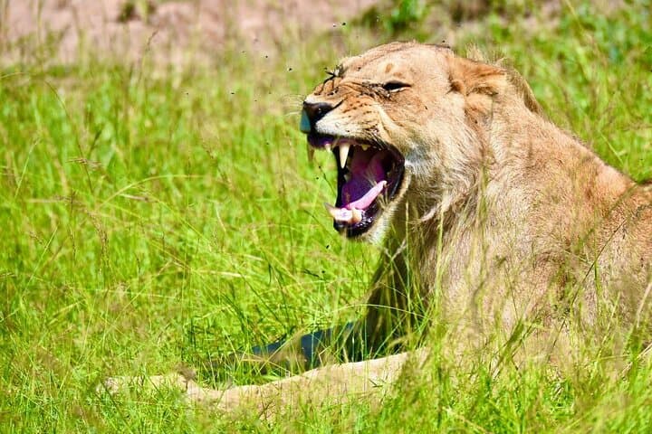 8-Day Kenya and Tanzania Safari — Masai Mara, Serengeti & Ngorongoro photo 2
