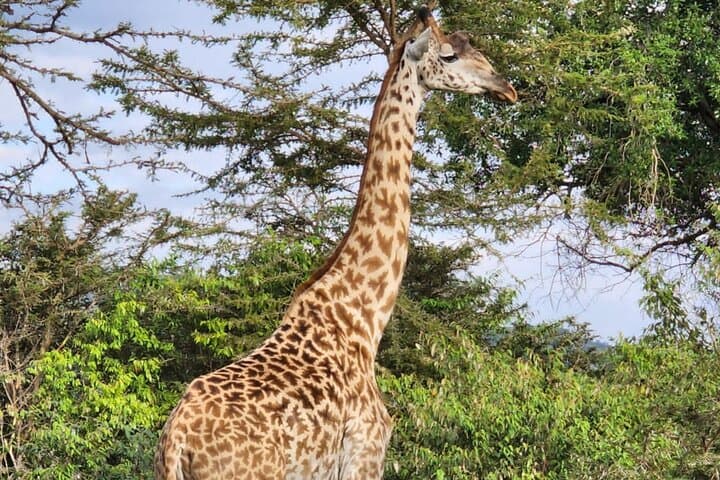 8-Day Kenya and Tanzania Safari — Masai Mara, Serengeti & Ngorongoro photo 3