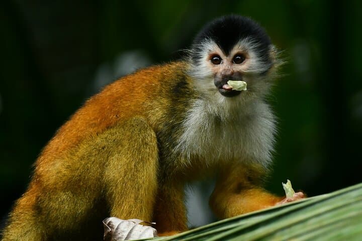Sierpe River Mangrove Tour: Cruise Costa Rica's Largest Mangrove Forest