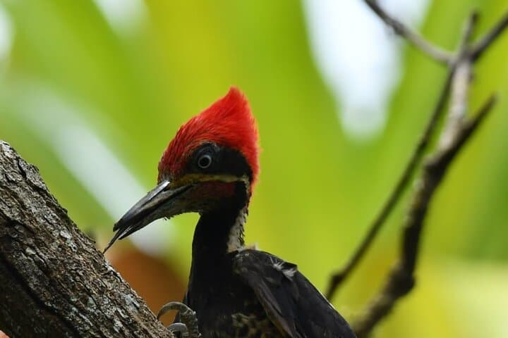 Sierpe River Mangrove Tour: Cruise Costa Rica's Largest Mangrove Forest photo 4