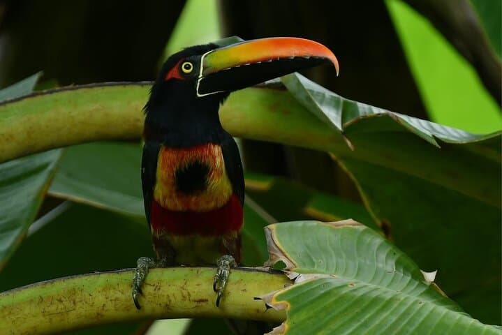 Sierpe River Mangrove Tour: Cruise Costa Rica's Largest Mangrove Forest photo 3