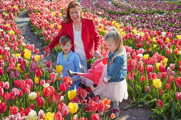 Tulip Wonderland Tour from Amsterdam: Tulip Barn & Flower Fields Day Trip