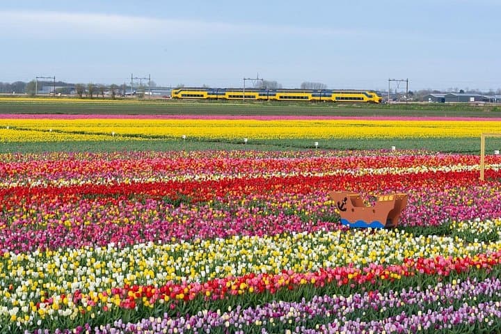Tulip Wonderland Tour from Amsterdam: Tulip Barn & Flower Fields Day Trip photo 2