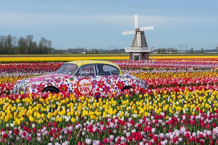 Tulip Wonderland Tour from Amsterdam: Tulip Barn & Flower Fields Day Trip photo 3
