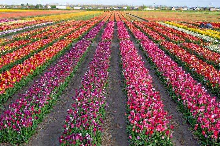 Tulip Wonderland Tour from Amsterdam: Tulip Barn & Flower Fields Day Trip photo 6