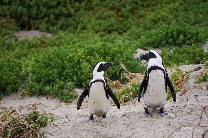 Half-Day Penguins and Cape of Good Hope Tour — Cape Town Wildlife & Scenic Drive photo 1